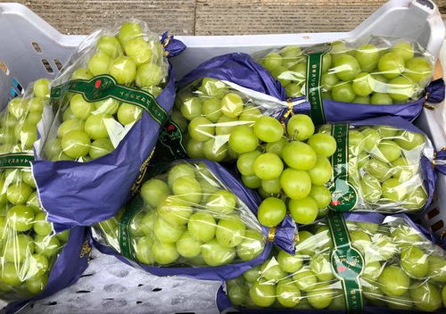 大連早市物價觀察 水果便宜桃子價低，海產品遇冷賣家稱鮮活無事